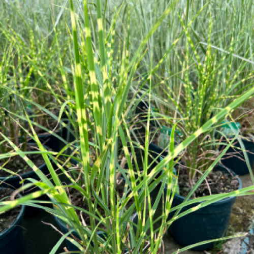 Miscanthus Sinensis ‘Gold Bar’ (Gold Bar Maiden Grass)