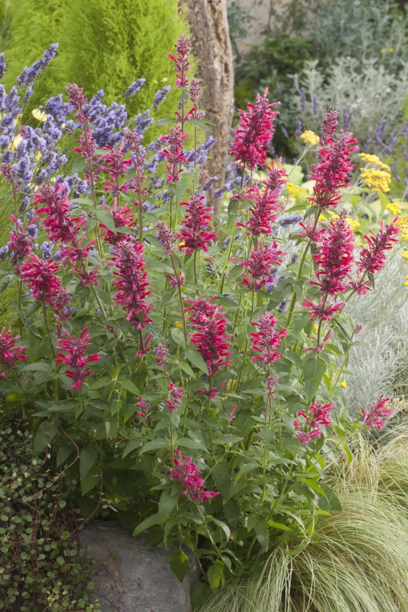 Agastache Mexicana ‘Carmine Red’ (Carmine Red Mexican Hyssop)