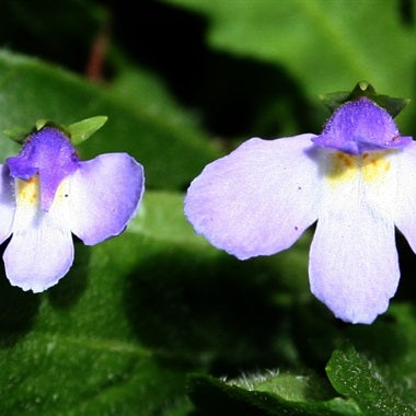 Mazus pumilio (White Swamp Mazus)