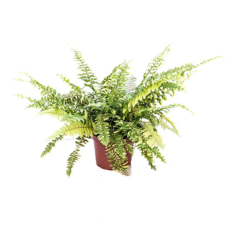 Nephrolepis exaltata ‘Variegata Tiger’ (Variegated Boston Fern)