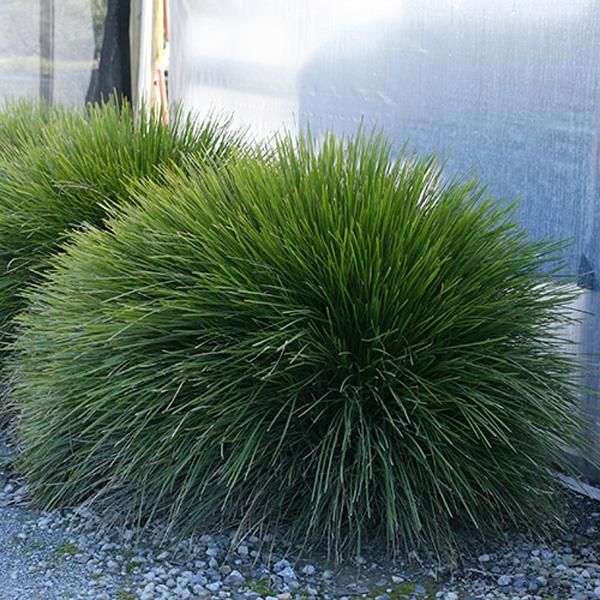 Lomandra 'Little Lime' (Little Lime Lomandra)