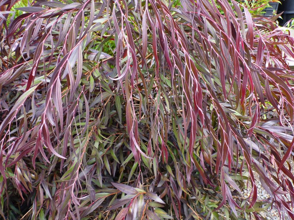 Agonis Flexuosa ‘Burgundy’ (Burgundy Weeping Peppermint)