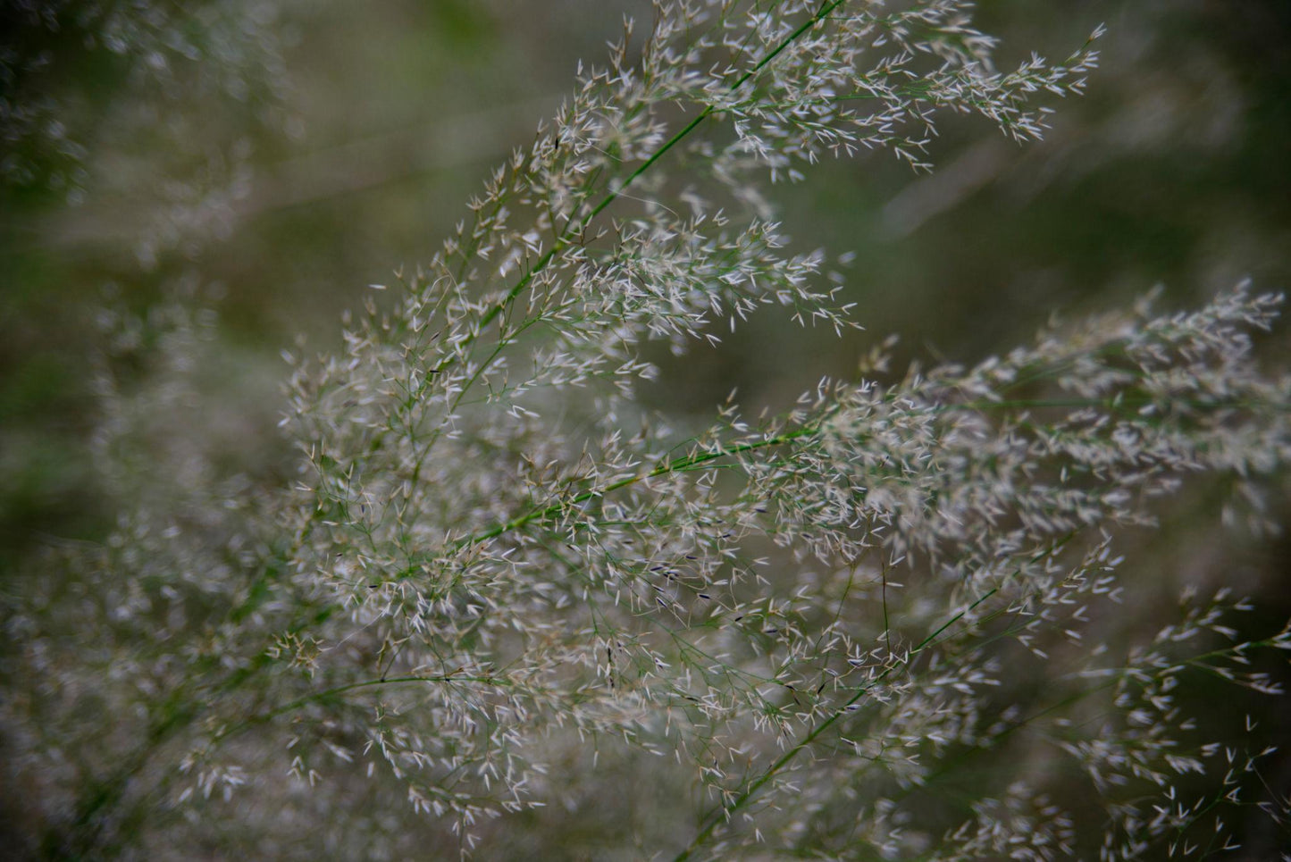 Austrostipa Ramosissima (Bamboo Spear Grass)