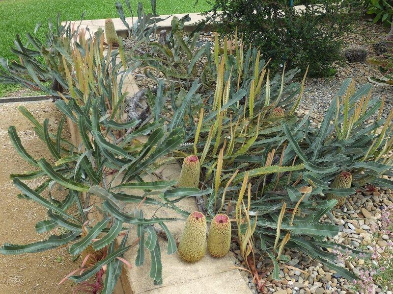 Banksia Petiolaris (Prostrate Banksia)
