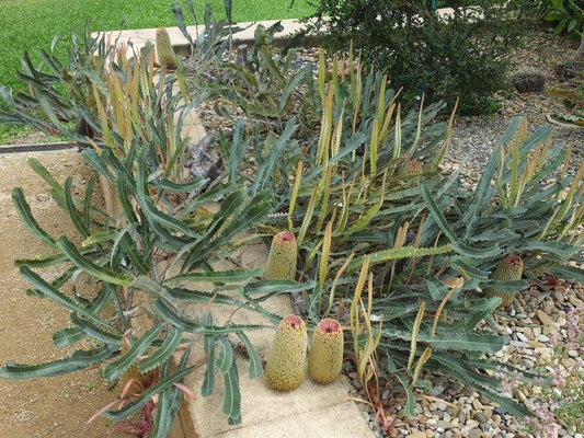 Banksia Petiolaris (Prostrate Banksia)