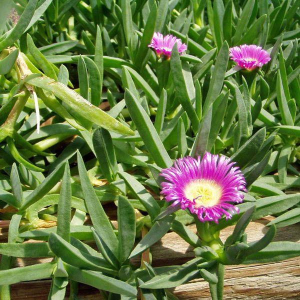 Mesembryanthemum ‘Dwarf Purple’ (Dwarf Purple Pigface)