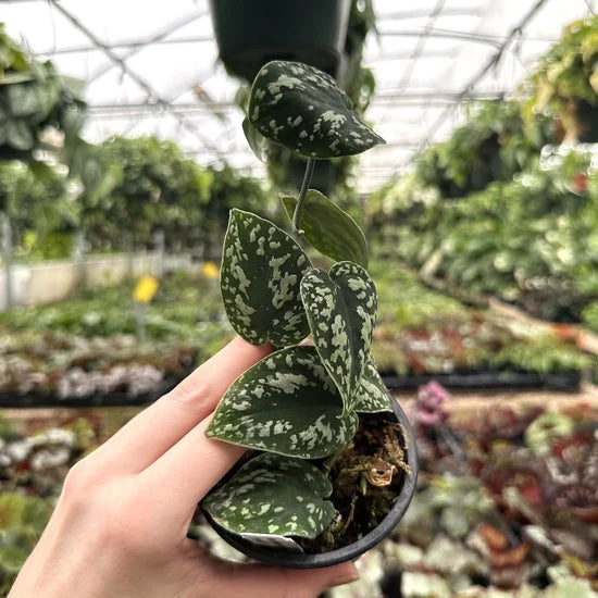 Scindapsus pictus ‘Tricolour’ – Satin Pothos
