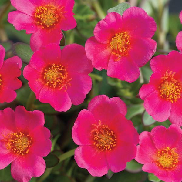 Portulaca oleracea ‘Pazzaz™ Deep Pink’ (Deep Pink Purslane)