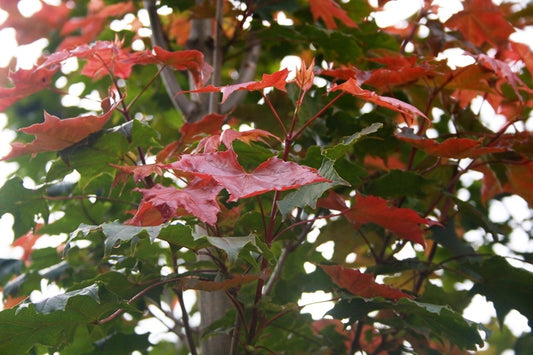 Acer platanoides ‘Fairview’ (Norway Maple)