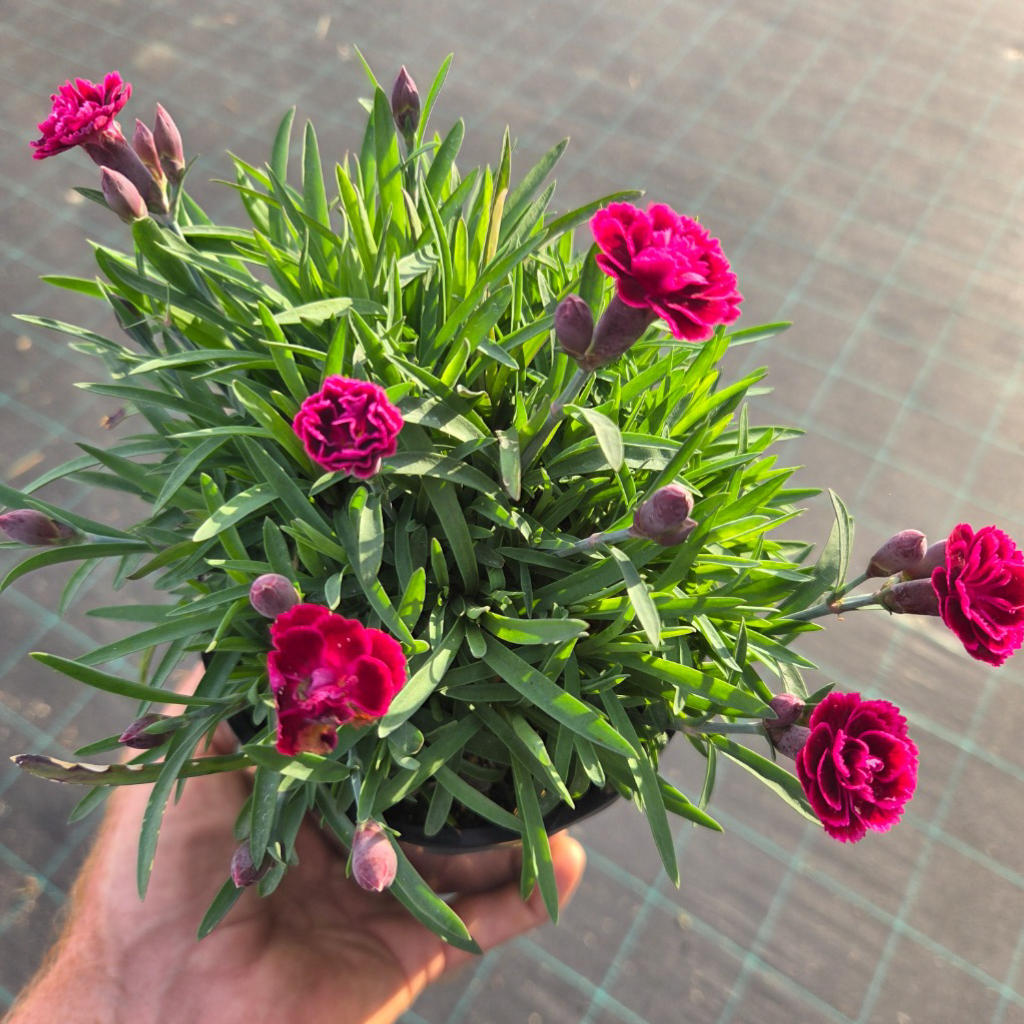 Dianthus barbatus ‘Viva Magenta’ (Sweet William)