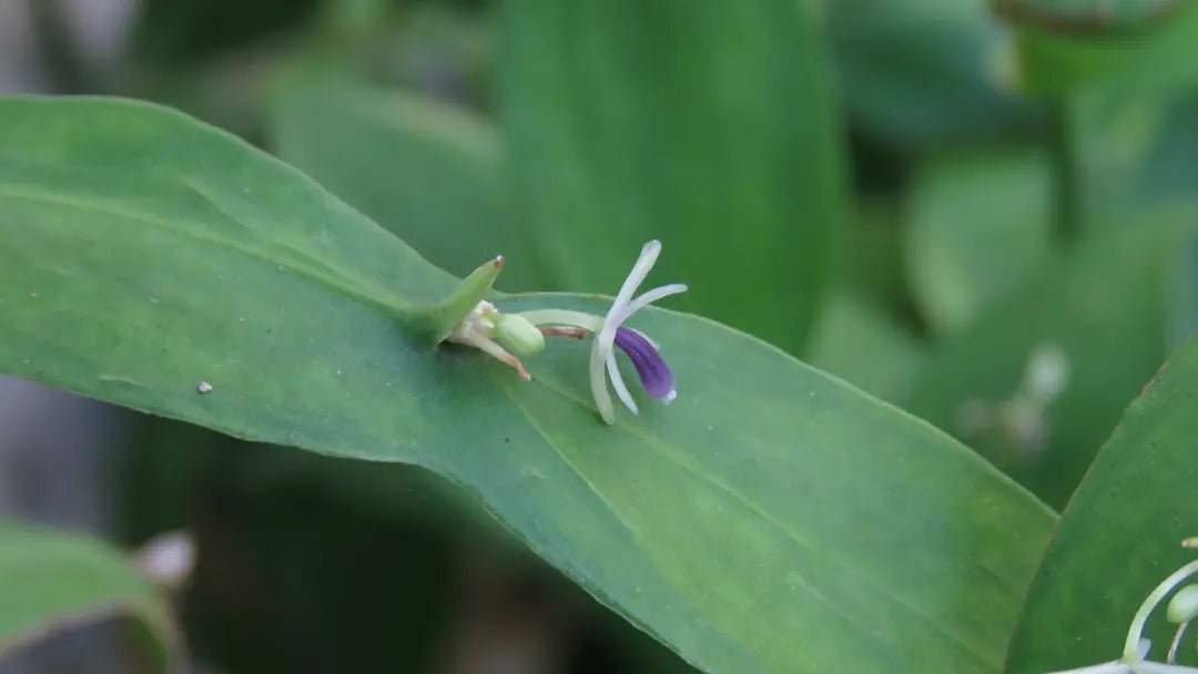 Ruscus hypoglossum (Spineless Butcher's Broom)