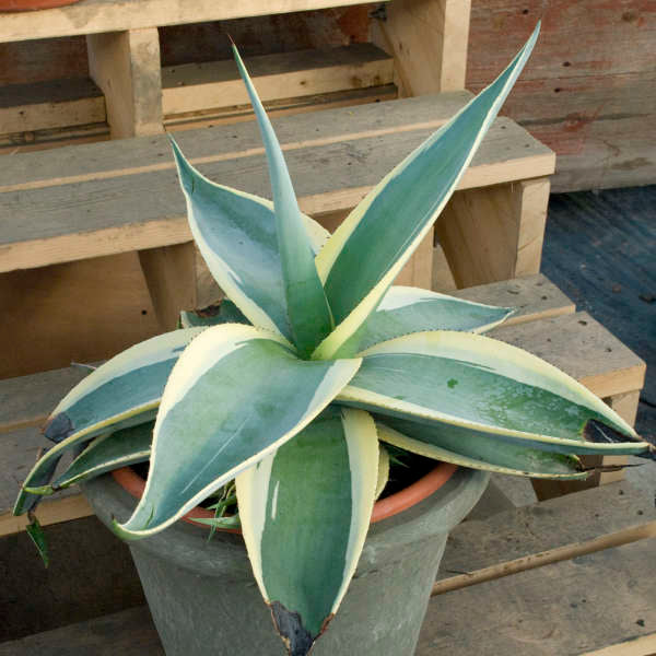 Agave Guiengola ‘Creme Brulee’ (Creme Brulee Agave)