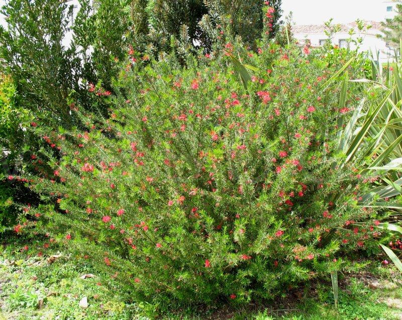 Grevillea Rosmarinifolia (Rosemary Grevillea)