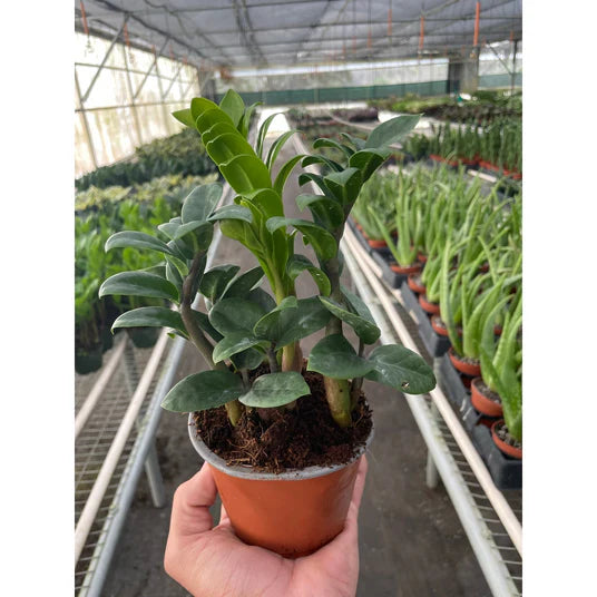 Zamioculcas zamiifolia Zenzi (Dwarf Zanzibar Gem)