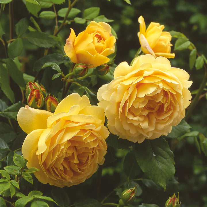 Rosa ‘Golden Celebration’ (Golden Celebration English Shrub Rose)