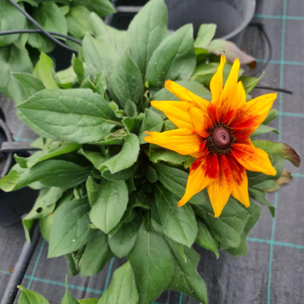 Rudbeckia hirta ‘Sunbeckia Carla’ (Black-Eyed Susan)