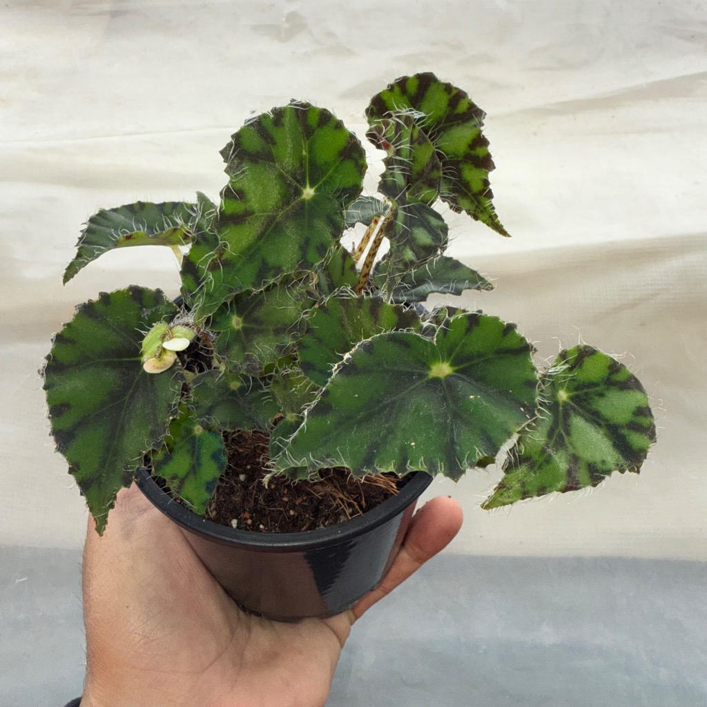 Begonia ‘Tiger’ (Rex Begonia / Eyelash Begonia)