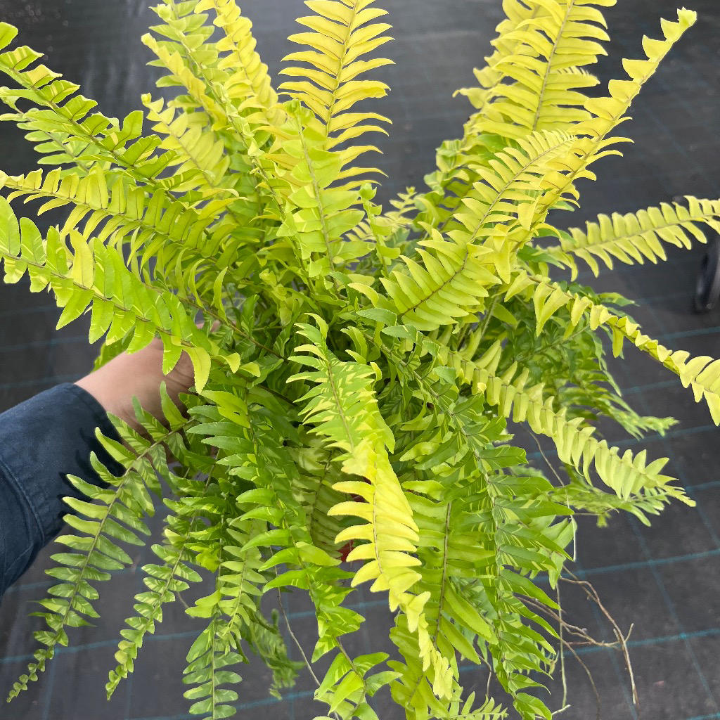 Nephrolepis exaltata ‘Variegata Tiger’ (Variegated Boston Fern)