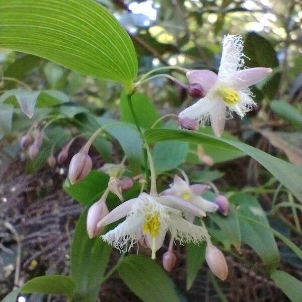 Eustrephus latifolius (Wombat Berry / Twining Lily)