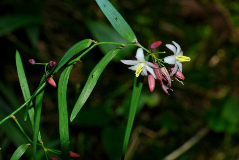 Geitonoplesium cymosum (Scrambling Lily / Common Twiner)