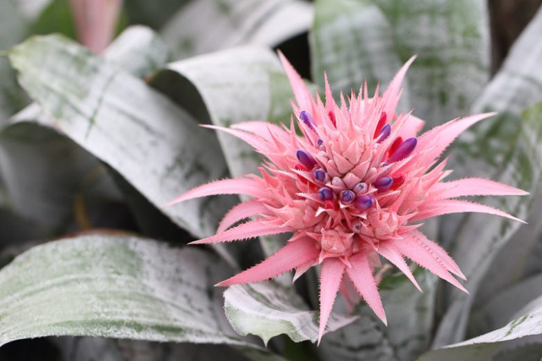 Aechmea fasciata ‘Pink Vase’ (Urn Plant)