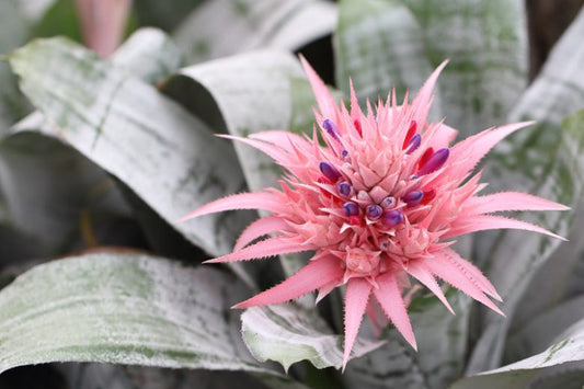 Aechmea fasciata ‘Pink Vase’ (Urn Plant)