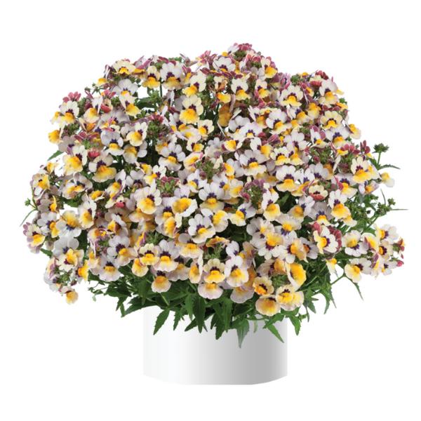 Nemesia 'Bananaberry' (Bananaberry Nemesia)