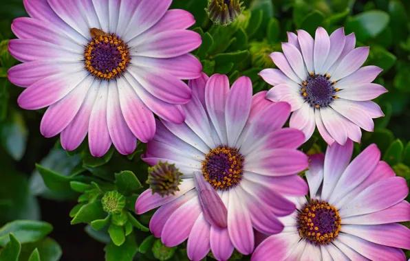 Osteospermum Ecklonis ‘Impassion Pink White’ (Pink White African Daisy)