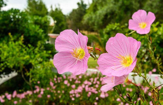Oenothera Speciosa (Pink Evening Primrose)