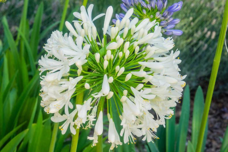 Agapanthus Africanus ‘Albus’ (White African Lily)