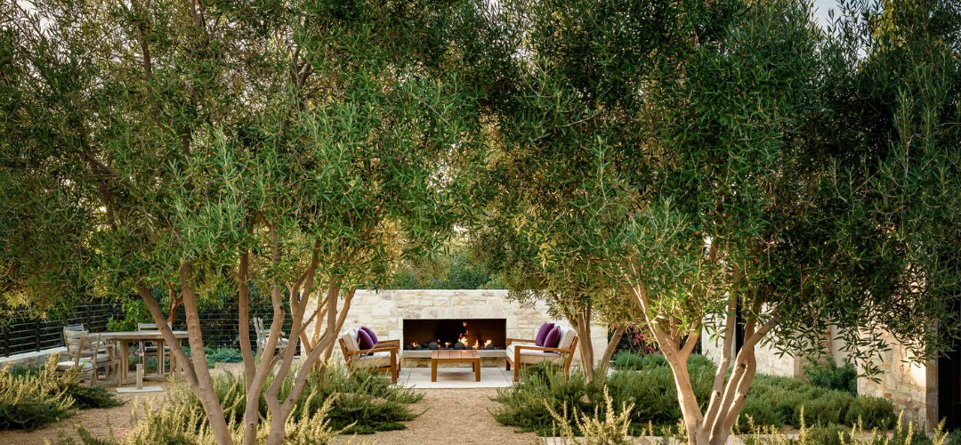 Olea europaea ‘Swan Hill’ (Swan Hill Olive)