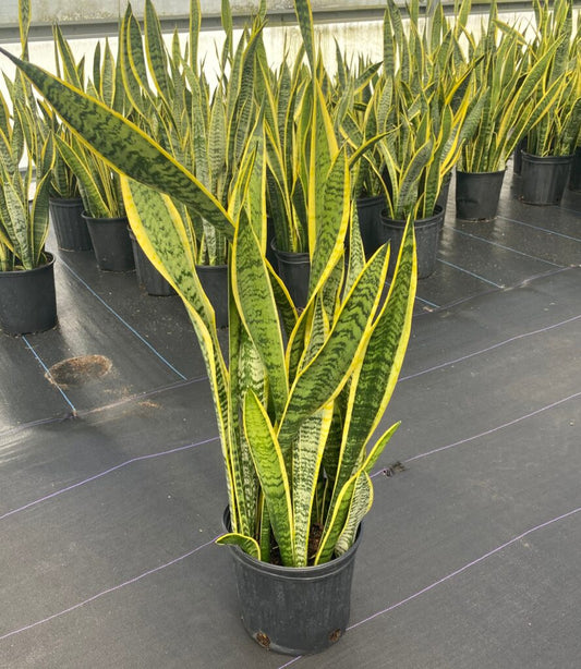 Sansevieria trifasciata 'Laurentii' (Laurentii / Snake Plant)