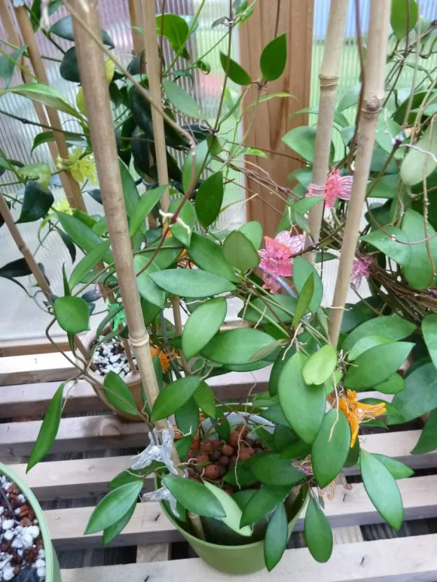 Hoya davidcummingii