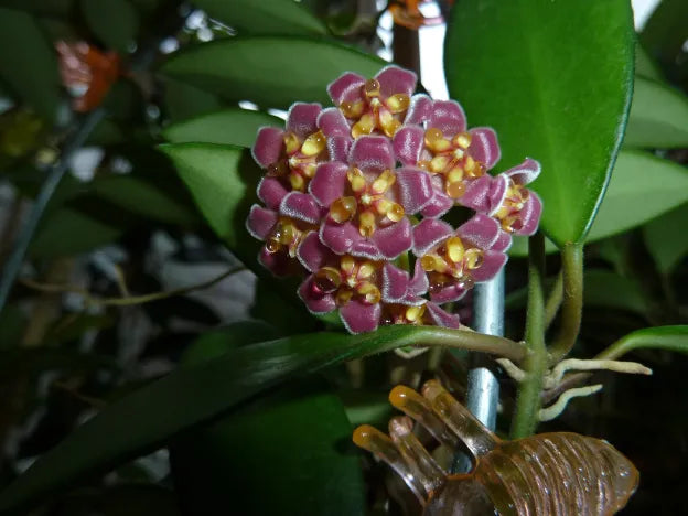 Hoya davidcummingii