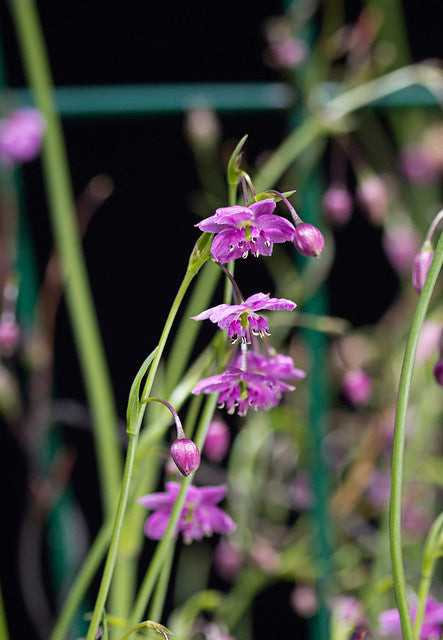Arthropodium Minus (Small Vanilla Lily)