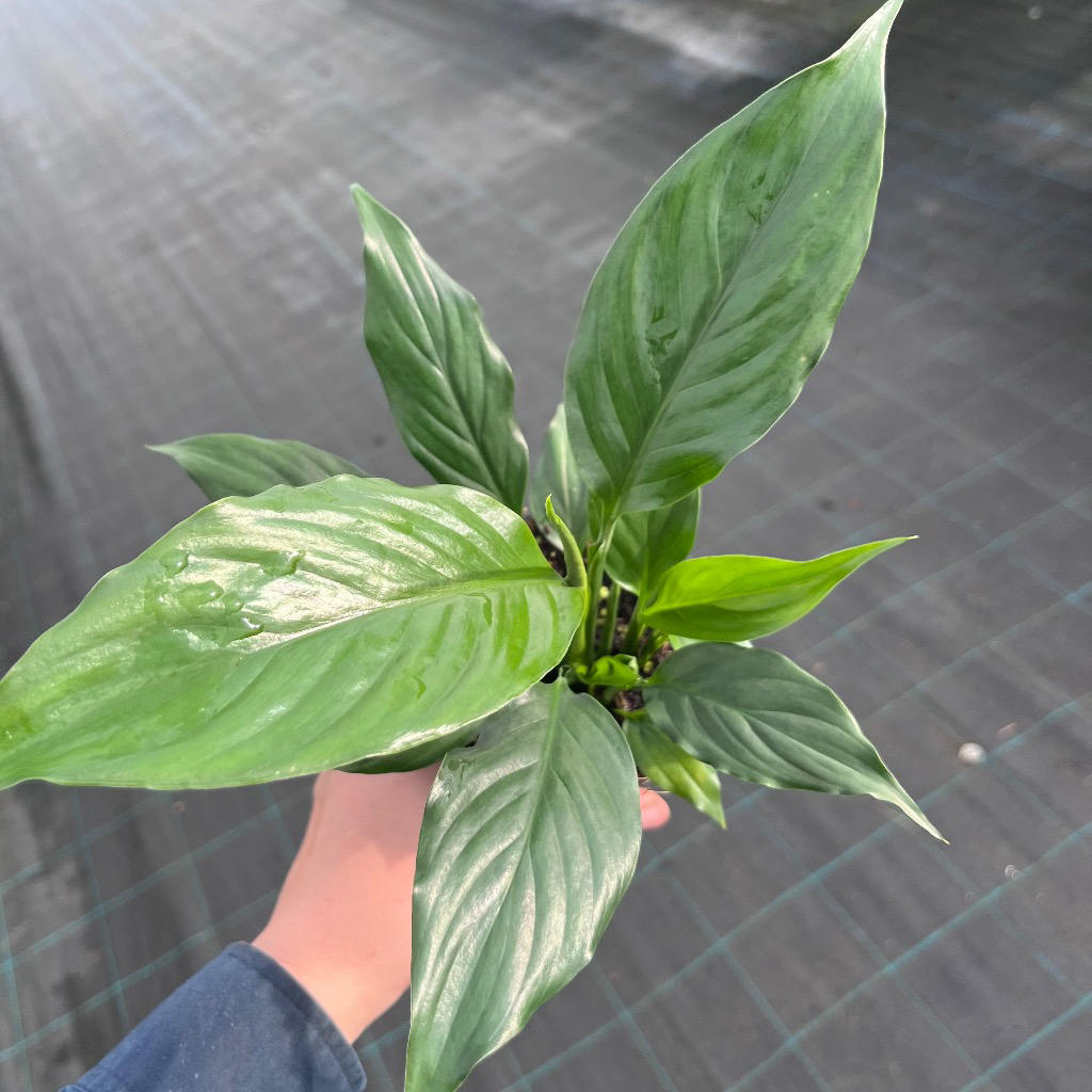 Spathiphyllum ‘Gigi’ (Peace Lily)