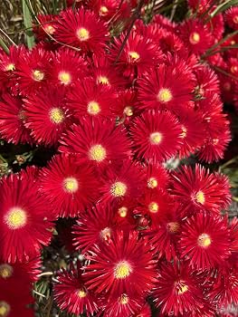 Mesembryanthemum Spp. (Red Livingstone Daisy)