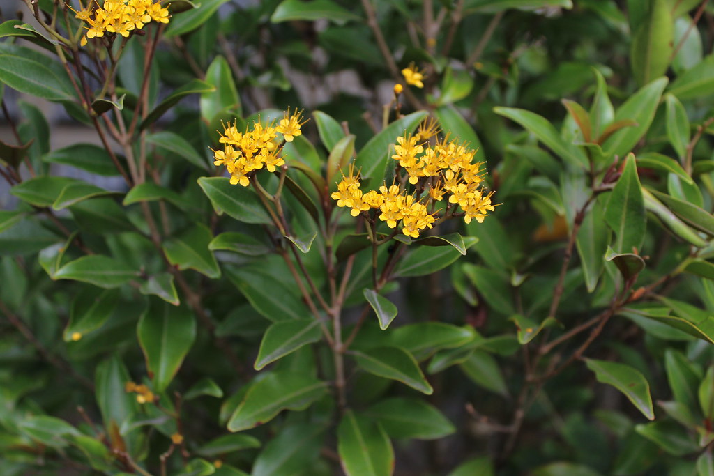 Thaleropia queenslandica (Queensland Rose Myrtle)