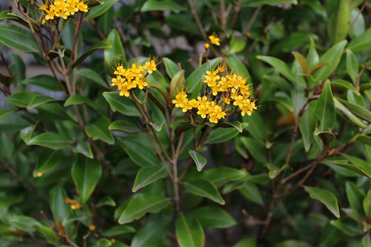 Thaleropia queenslandica (Queensland Rose Myrtle)