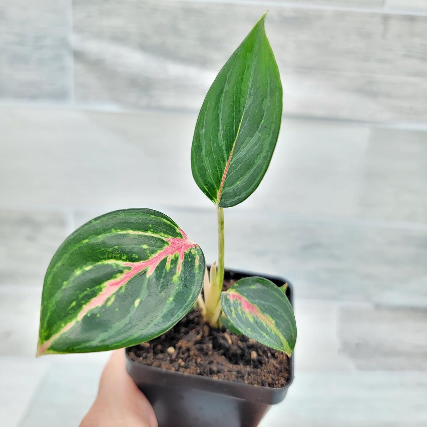 Aglaonema ‘Ammaj Jareon’ (Chinese Evergreen)