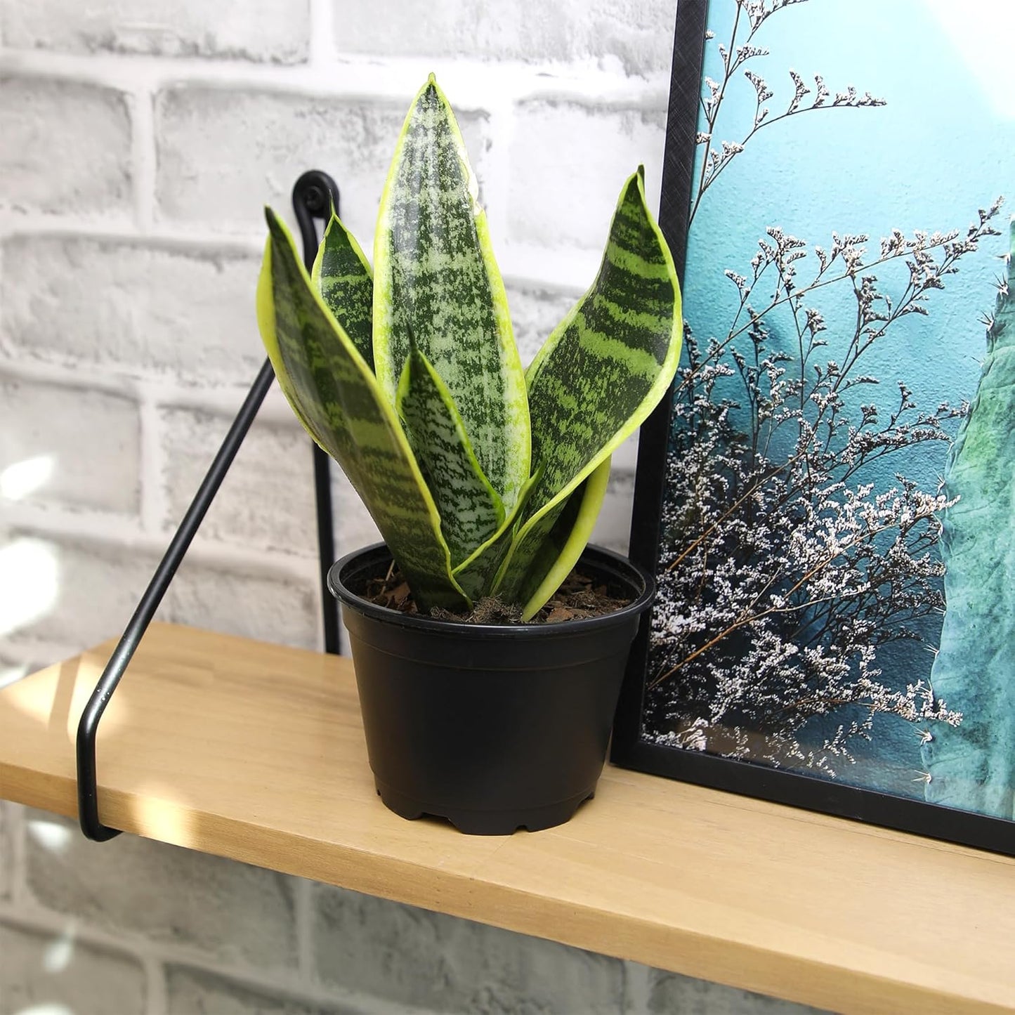 Sansevieria Trifasciata 'Superba' (Superba Snake Plant)