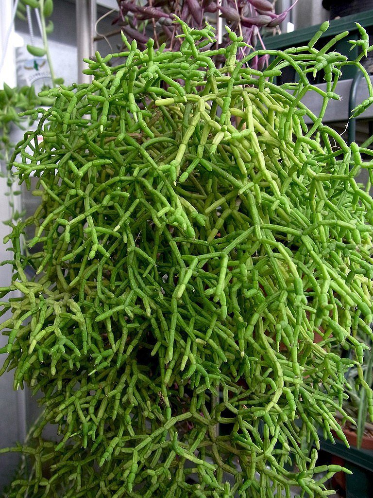 Rhipsalis Salicorniodes (Drunkard’s Dream Cactus)