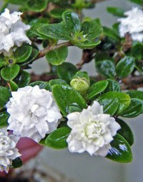 Serissa foetida ‘Flora Pleno’ (Snow Rose)
