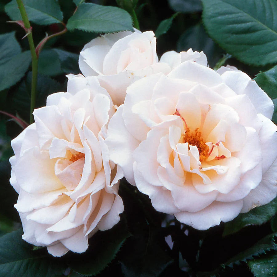 Rosa ‘Margaret Merrill’ (Margaret Merrill Rose)