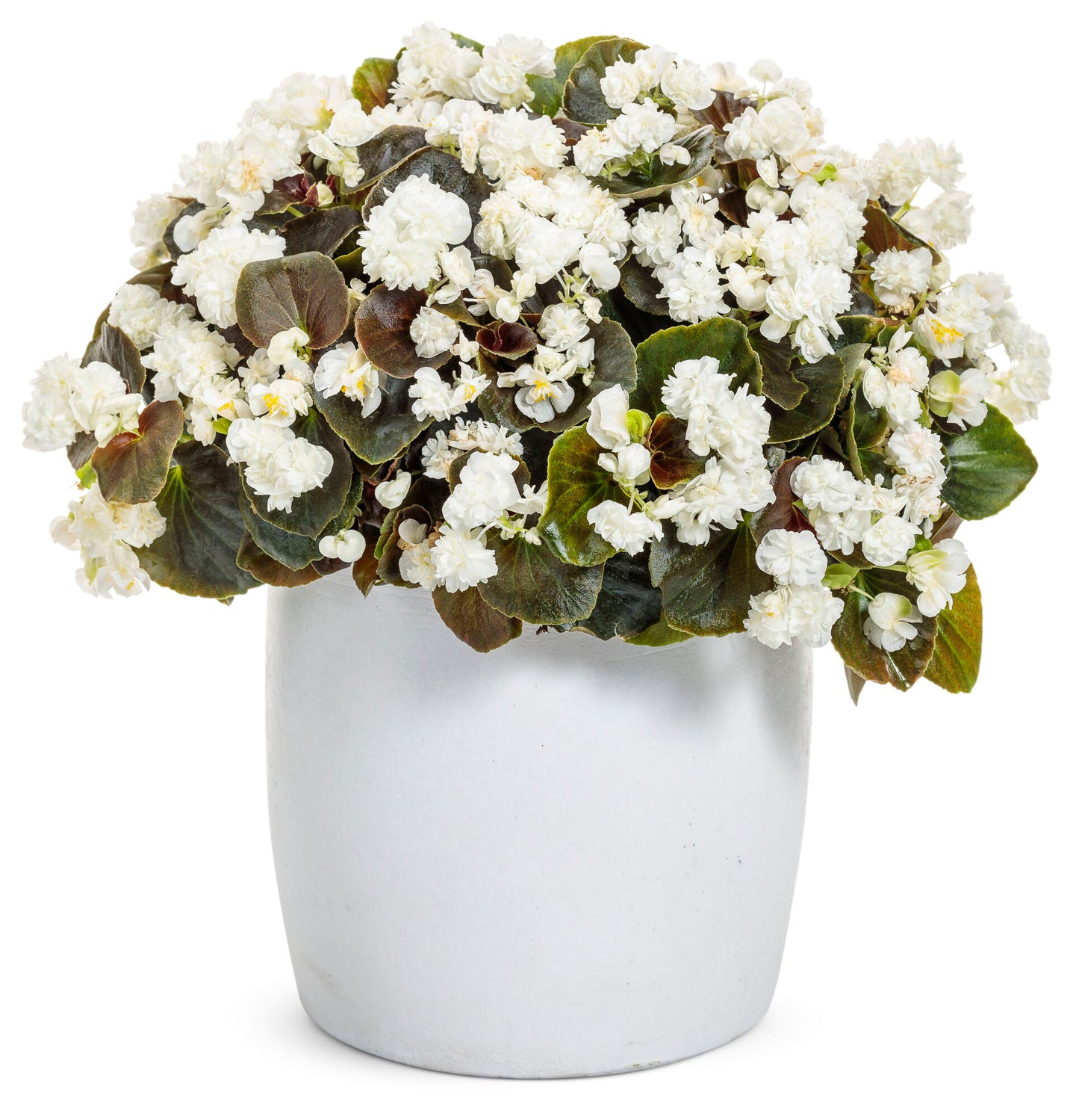 Begonia Semperflorens 'Double Up White' (Double Up White Wax Begonia)