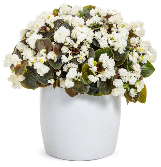 Begonia Semperflorens 'Double Up White' (Double Up White Wax Begonia)