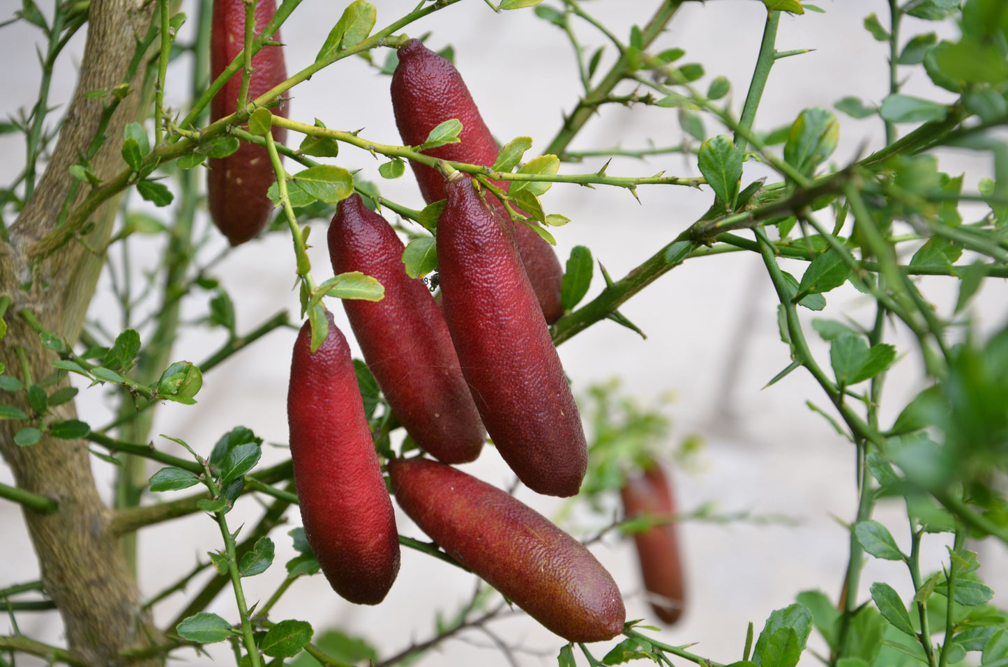 Citrus Australasica ‘Pink’ (Pink Finger Lime)