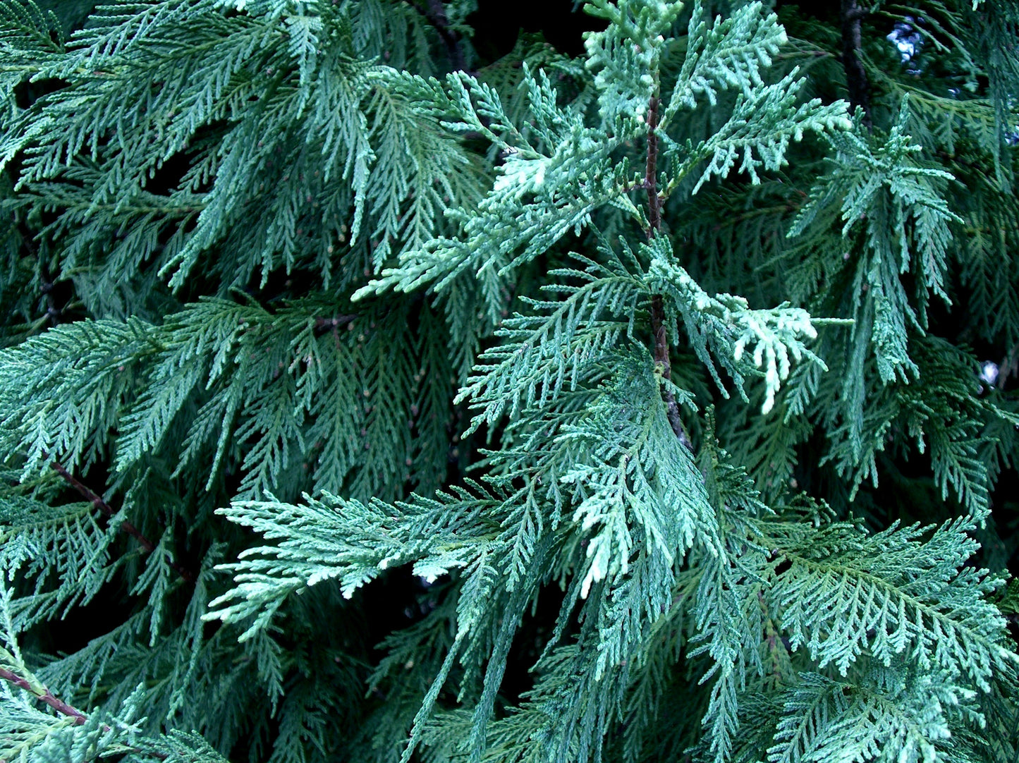 Cupressocyparis Leylandii (Leyland Cypress)