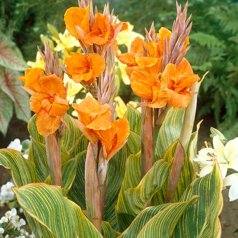 Canna SHOWOFF® ‘Pretoria’