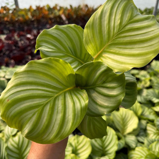 Calathea Orbifolia (Prayer Plant)
